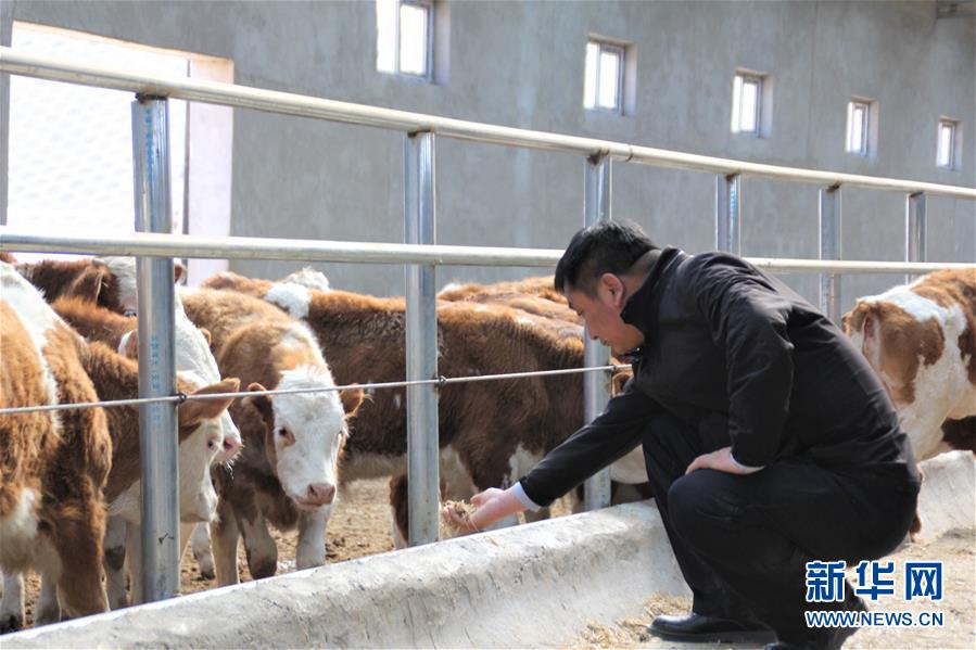 (脫貧攻堅·扶貧印記)(4)“牛書記”帶領(lǐng)牧民發(fā)展“牛產(chǎn)業(yè)”助力脫貧