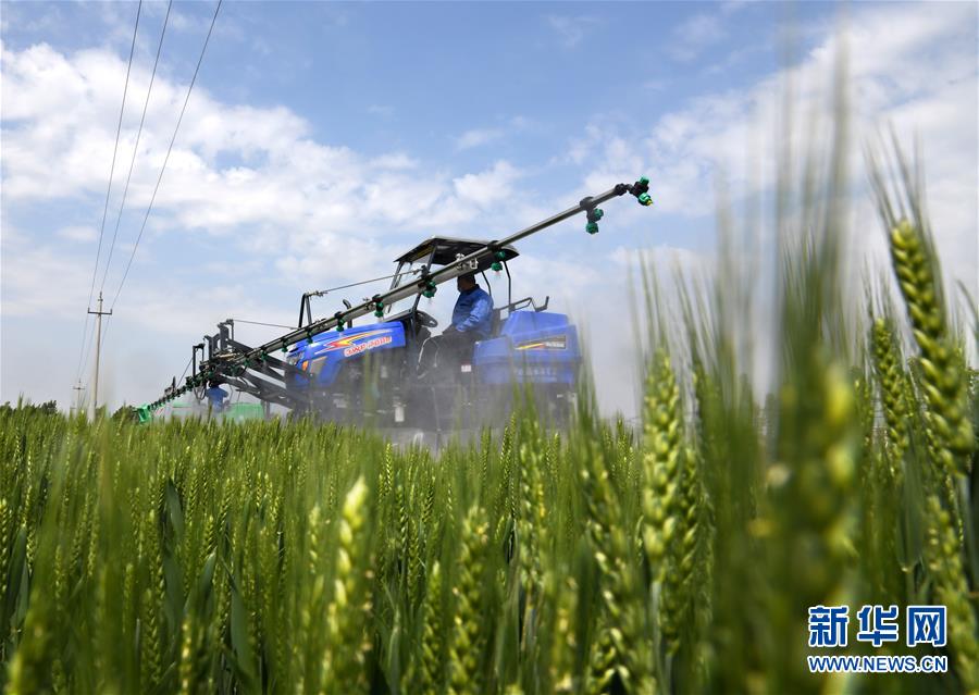 （在習(xí)近平新時(shí)代中國(guó)特色社會(huì)主義思想指引下&mdash;&mdash;新時(shí)代新作為新篇章&middot;習(xí)近平總書記關(guān)切事&middot;圖文互動(dòng)）（7）新農(nóng)事、新希望&mdash;&mdash;夏收前田間新動(dòng)態(tài)掃描
