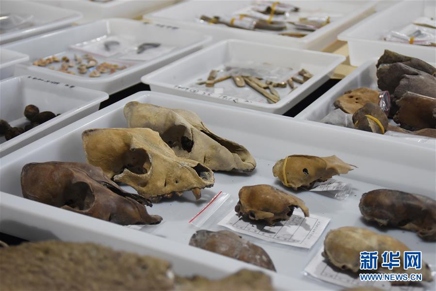 (圖文互動(dòng))(3)浙江余姚發(fā)現(xiàn)早于河姆渡文化1000年的史前遺址