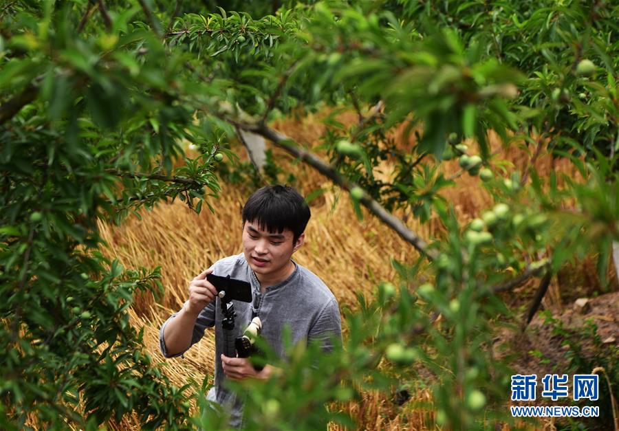 （新華全媒頭條&middot;圖文互動(dòng)）（4）待到滿山紅葉時(shí)&mdash;&mdash;三峽重慶庫(kù)區(qū)踐行新發(fā)展理念面面觀