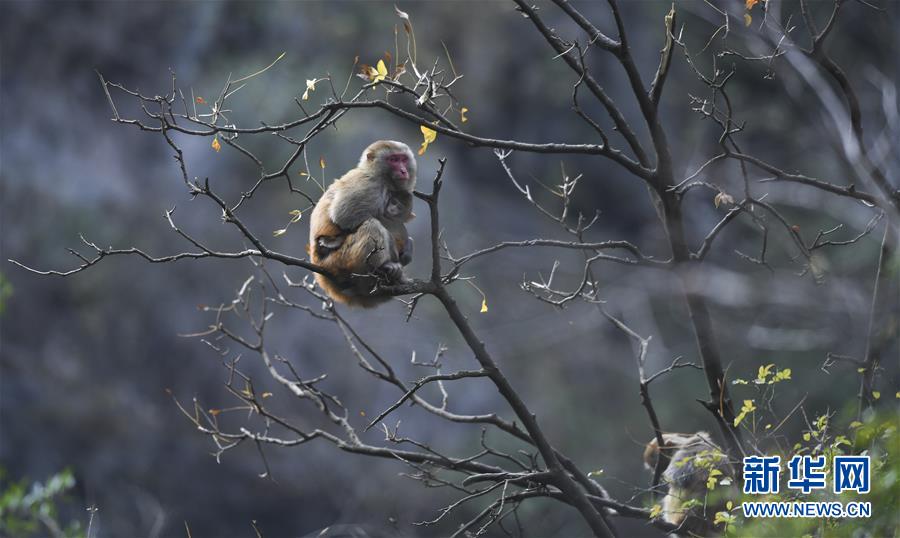 （新華全媒頭條&middot;圖文互動(dòng)）（9）待到滿山紅葉時(shí)&mdash;&mdash;三峽重慶庫(kù)區(qū)踐行新發(fā)展理念面面觀