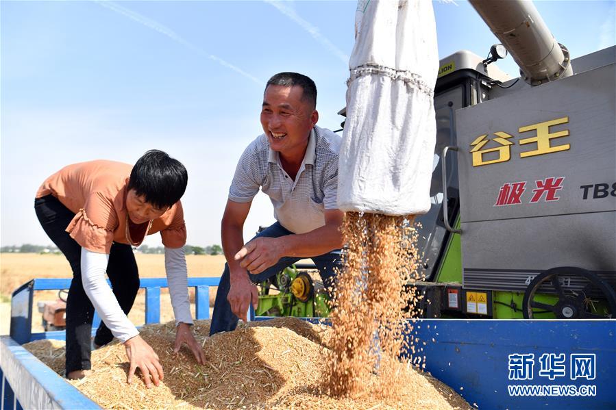 （關(guān)注三夏&middot;圖文互動(dòng)）（1）2020 豐收的心情