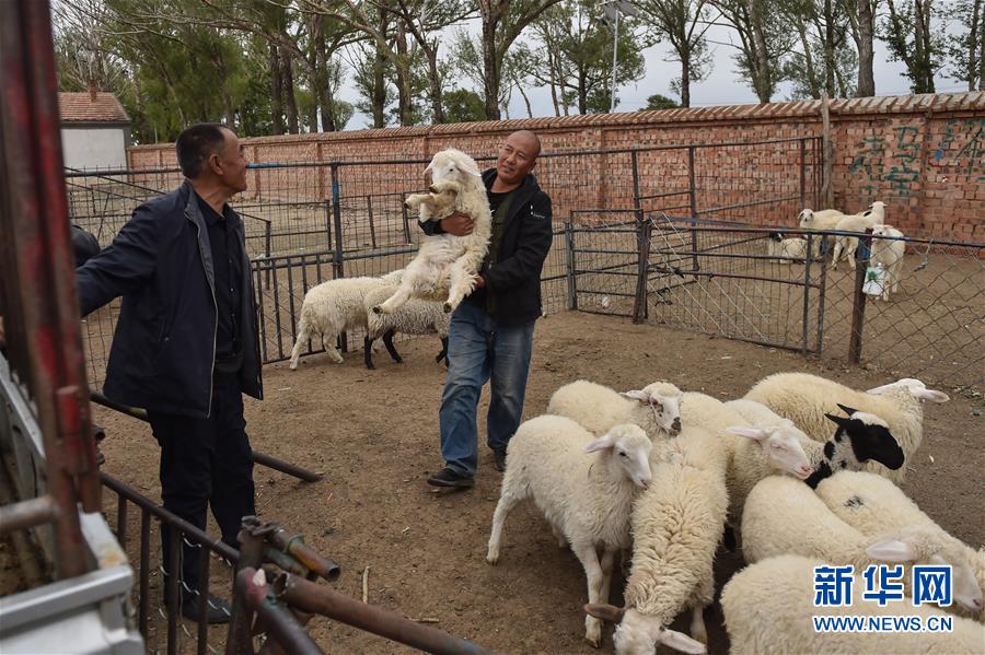 （決戰(zhàn)決勝脫貧攻堅&middot;圖文互動）（2）&ldquo;活羊經(jīng)紀人&rdquo;老白