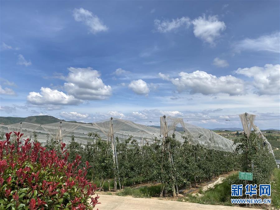 （決戰(zhàn)決勝脫貧攻堅(jiān)&middot;圖文互動(dòng)）（3）高原紅了，日子好了&mdash;&mdash;貴州海拔最高縣發(fā)展蘋果產(chǎn)業(yè)見聞