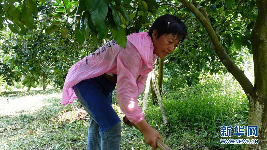 （新華網(wǎng)&middot;決戰(zhàn)決勝脫貧攻堅(jiān)&middot;圖文互動）（2）貴州思南：強(qiáng)村帶弱村 &ldquo;抱團(tuán)&rdquo;促增收