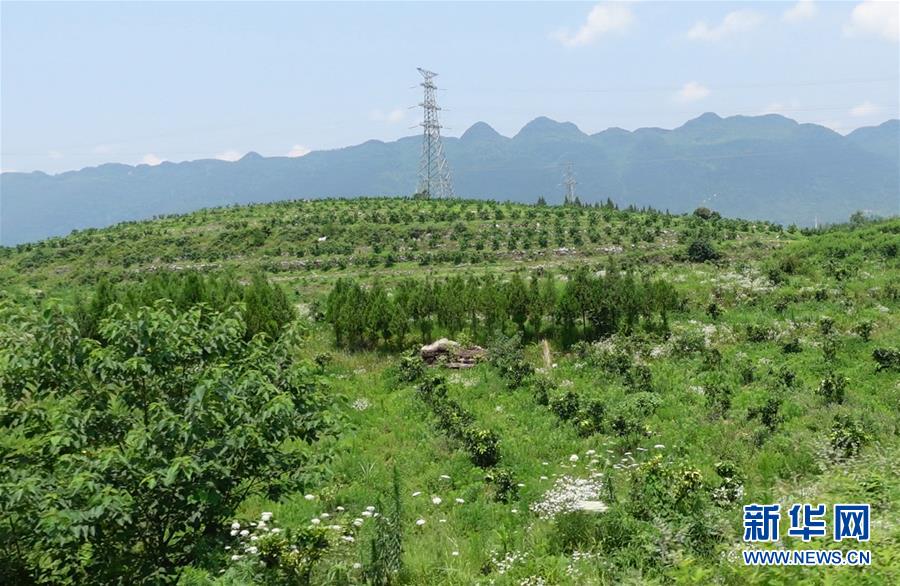 （新華網(wǎng)&middot;決戰(zhàn)決勝脫貧攻堅(jiān)&middot;圖文互動）（3）貴州思南：強(qiáng)村帶弱村 &ldquo;抱團(tuán)&rdquo;促增收