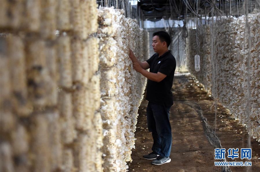  （新華全媒頭條&middot;圖文互動）（7）青春，在希望的田野上&mdash;&mdash;大別山區(qū)尋訪&ldquo;城歸&rdquo;大學畢業(yè)生