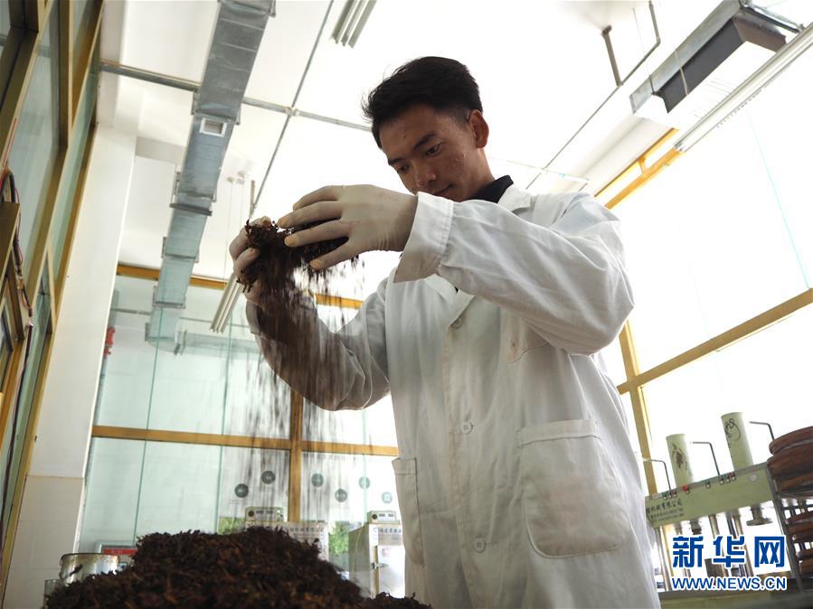 (圖文互動(dòng))(2)高山下的“扶貧藏雪茶”