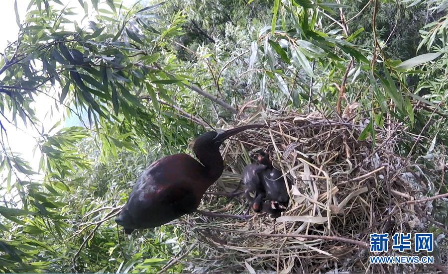 (圖文互動(dòng))(1)云南大理首次記錄到珍稀物種彩鹮自然繁殖