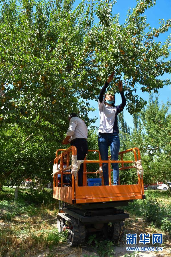 (決戰(zhàn)決勝脫貧攻堅(jiān)·圖文互動(dòng))(2)新疆“杏鄉(xiāng)”:杏果飄香 走出深閨助脫貧