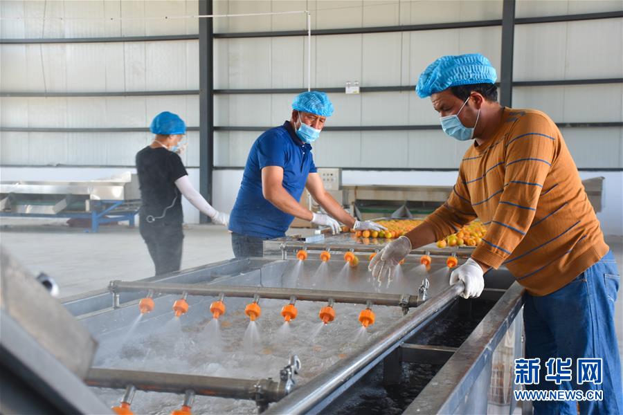 (決戰(zhàn)決勝脫貧攻堅(jiān)·圖文互動(dòng))(3)新疆“杏鄉(xiāng)”:杏果飄香 走出深閨助脫貧