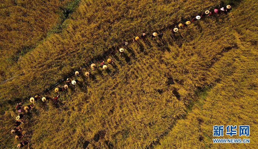 (走向我們的小康生活·圖文互動)(2)黎苗山鄉(xiāng)種養(yǎng)“老行當”擦亮“綠色牌”