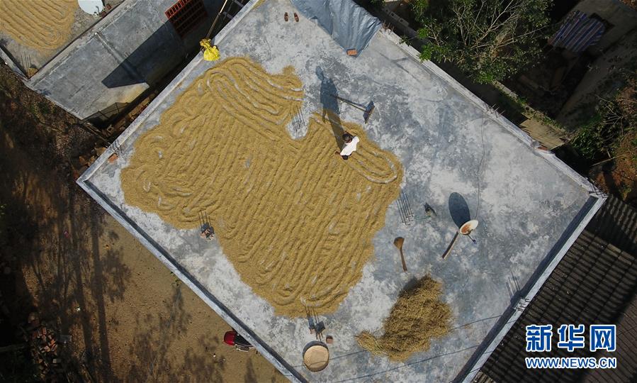 (走向我們的小康生活·圖文互動)(3)黎苗山鄉(xiāng)種養(yǎng)“老行當”擦亮“綠色牌”