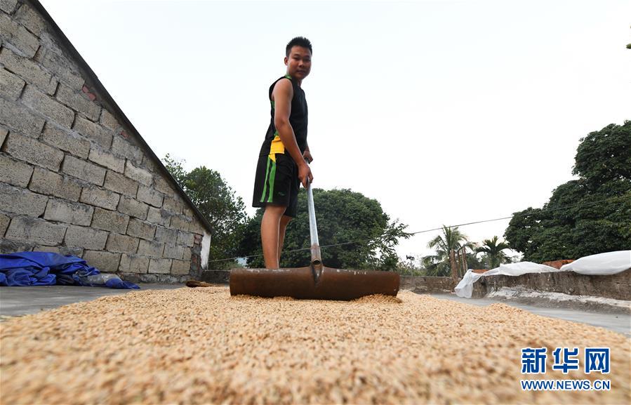 (走向我們的小康生活·圖文互動)(4)黎苗山鄉(xiāng)種養(yǎng)“老行當”擦亮“綠色牌”