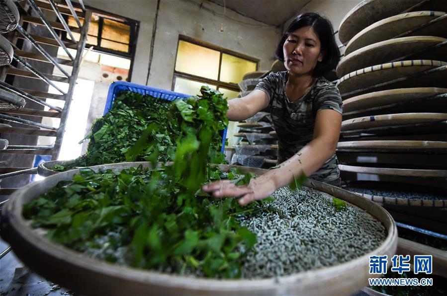 (走向我們的小康生活·圖文互動)(6)黎苗山鄉(xiāng)種養(yǎng)“老行當”擦亮“綠色牌”