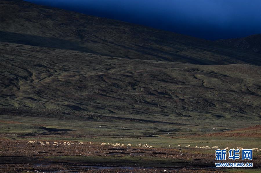 （圖文互動）（3）可可西里加強保護 十多年未聞盜獵槍聲