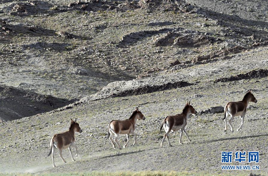 （在習(xí)近平新時(shí)代中國(guó)特色社會(huì)主義思想指引下&mdash;&mdash;新時(shí)代新作為新篇章&middot;習(xí)近平總書記關(guān)切事&middot;圖文互動(dòng)）（1）綠色映底蘊(yùn)，山水見初心&mdash;&mdash;生態(tài)優(yōu)先、綠色發(fā)展持續(xù)造福群眾美好生活