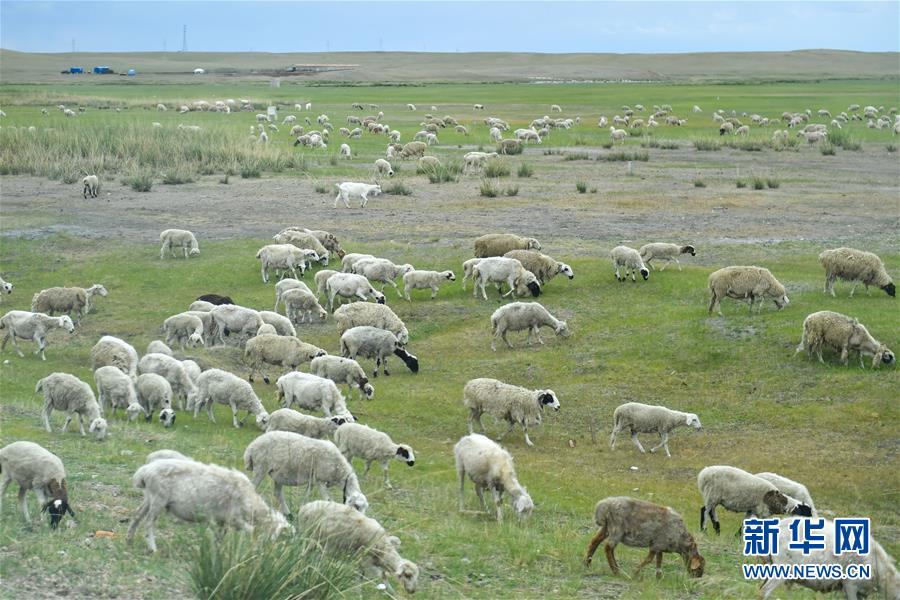 （走向我們的小康生活&middot;圖文互動）（1）草原有了網(wǎng)，手機(jī)能放羊&mdash;&mdash;看呼倫貝爾大草原牧民生活變了樣 