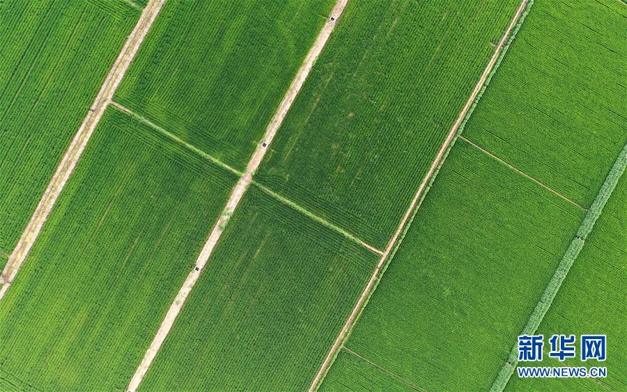 (新華全媒頭條·走向我們的小康生活·圖文互動(dòng))(15)“南大荒”變“稻蟹鄉(xiāng)”——資源枯竭型城市盤錦的鄉(xiāng)村振興之路