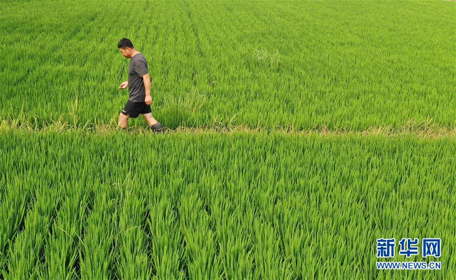 (新華全媒頭條·走向我們的小康生活·圖文互動(dòng))(7)“南大荒”變“稻蟹鄉(xiāng)”——資源枯竭型城市盤錦的鄉(xiāng)村振興之路