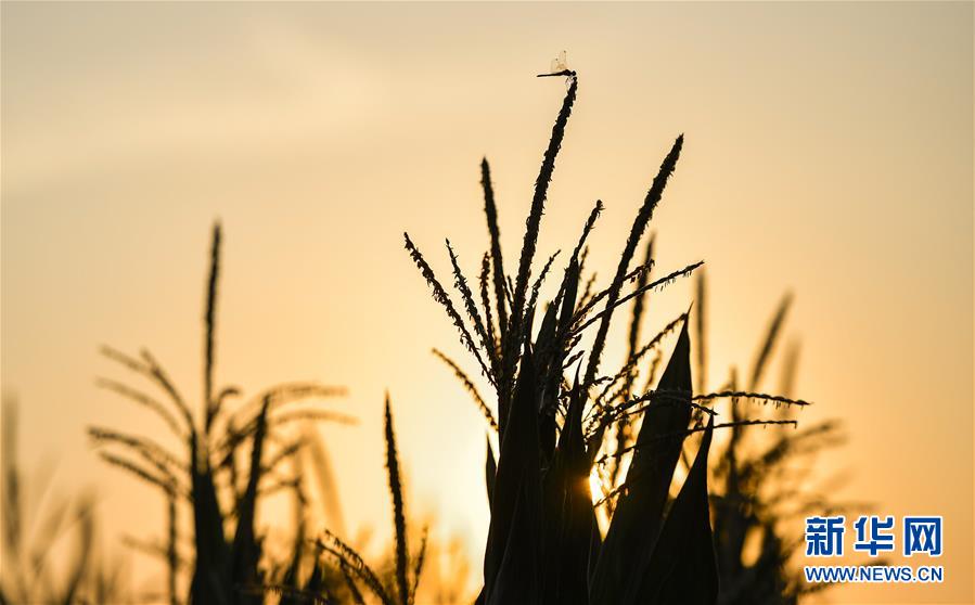 （在習(xí)近平新時(shí)代中國特色社會(huì)主義思想指引下&mdash;&mdash;新時(shí)代新作為新篇章&middot;習(xí)近平總書記關(guān)切事&middot;圖文互動(dòng)）（1）為黑土加&ldquo;油&rdquo;&mdash;&mdash;&ldquo;耕地中的大熊貓&rdquo;，我們這樣保護(hù)