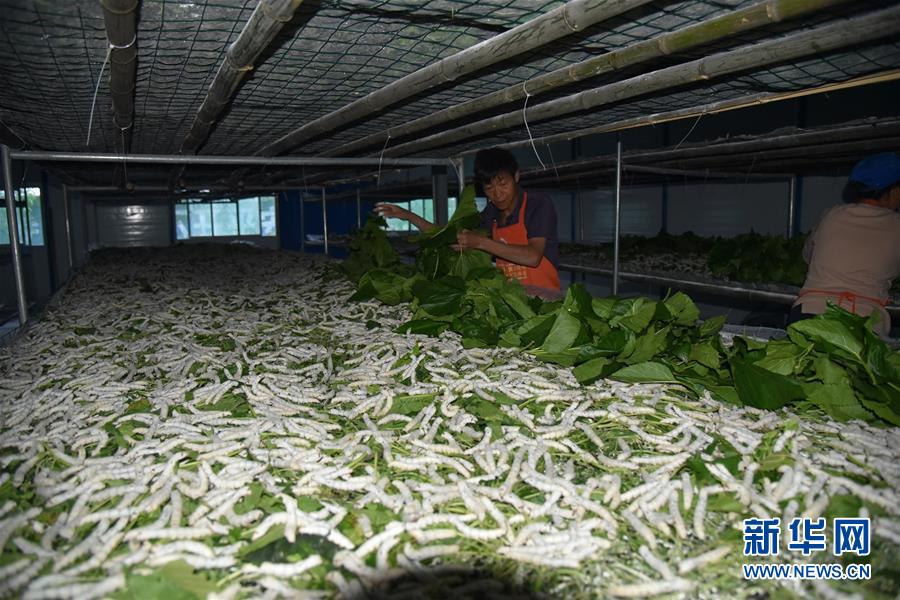 （決戰(zhàn)決勝脫貧攻堅(jiān)&middot;圖文互動(dòng)）（1）&ldquo;江南繅絲&rdquo;喀斯特深山扎根記