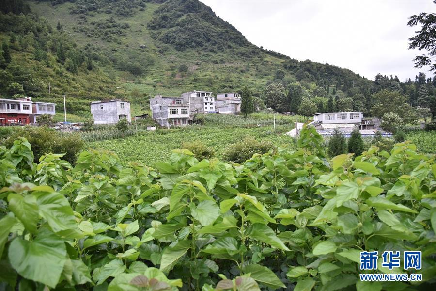 （決戰(zhàn)決勝脫貧攻堅(jiān)&middot;圖文互動(dòng)）（5）&ldquo;江南繅絲&rdquo;喀斯特深山扎根記