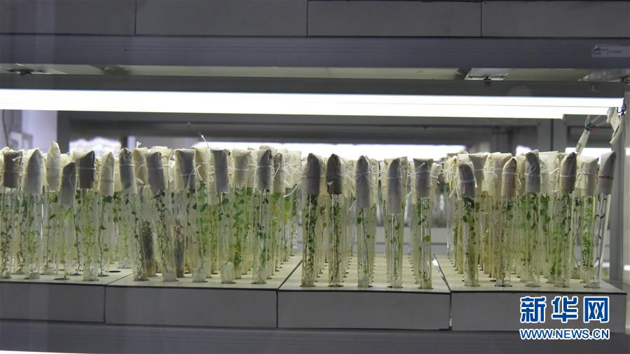 (決戰(zhàn)決勝脫貧攻堅(jiān)·圖文互動(dòng))(1)“小土豆” 漸成增收大產(chǎn)業(yè)