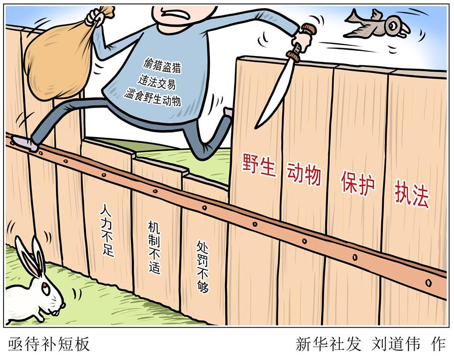 （圖表&middot;漫畫(huà)）［新華調(diào)查&middot;聚焦野生動(dòng)物保護(hù)］亟待補(bǔ)短板