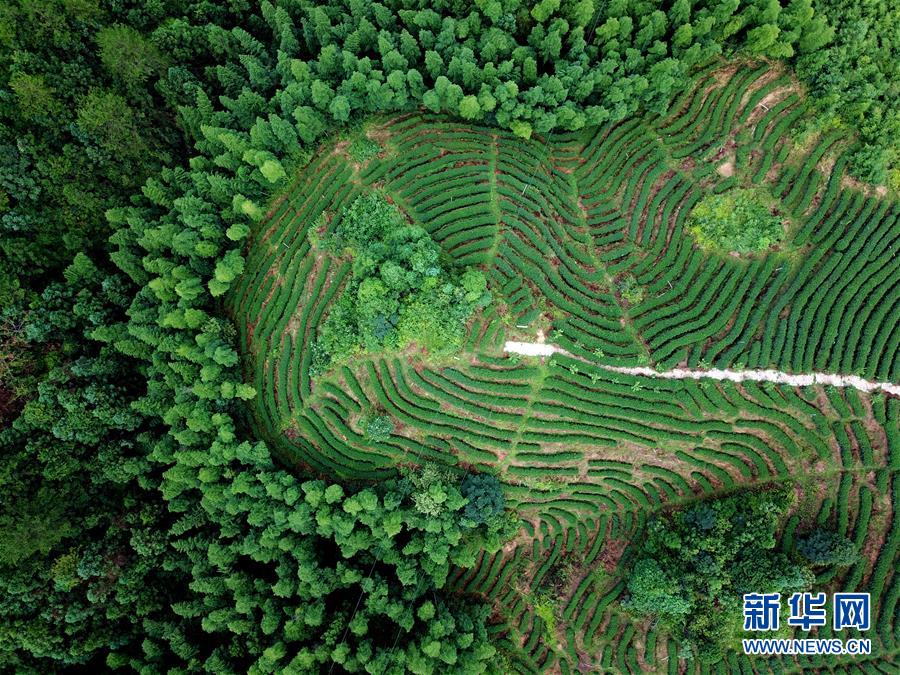 (走向我們的小康生活·圖文互動)(1)“紅土地”越來越紅火——福建老區(qū)蘇區(qū)發(fā)展新貌掠影