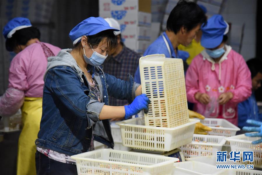 （走向我們的小康生活&middot;圖文互動(dòng)）（6）長(zhǎng)島漁民的扇貝喜事：從請(qǐng)客求人買到供不應(yīng)求