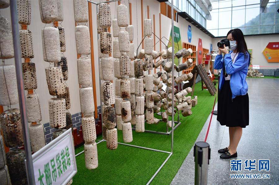 （走向我們的小康生活&middot;圖文互動）（6）綠了青山，紅了日子&mdash;&mdash;秦巴山區(qū)群眾繪出小康&ldquo;調(diào)色板&rdquo;