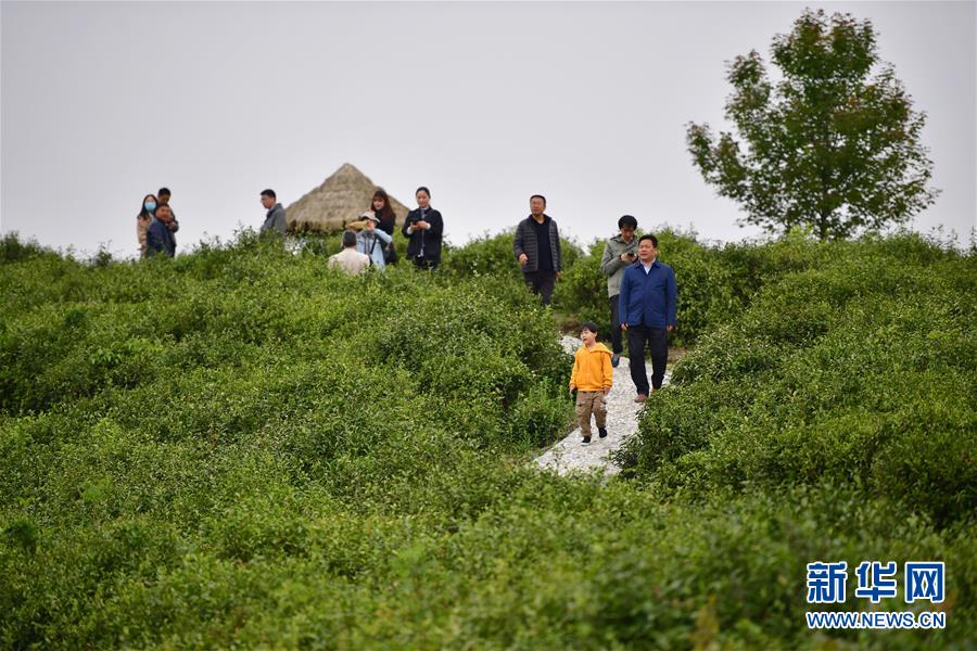 （走向我們的小康生活&middot;圖文互動）（7）綠了青山，紅了日子&mdash;&mdash;秦巴山區(qū)群眾繪出小康&ldquo;調(diào)色板&rdquo;