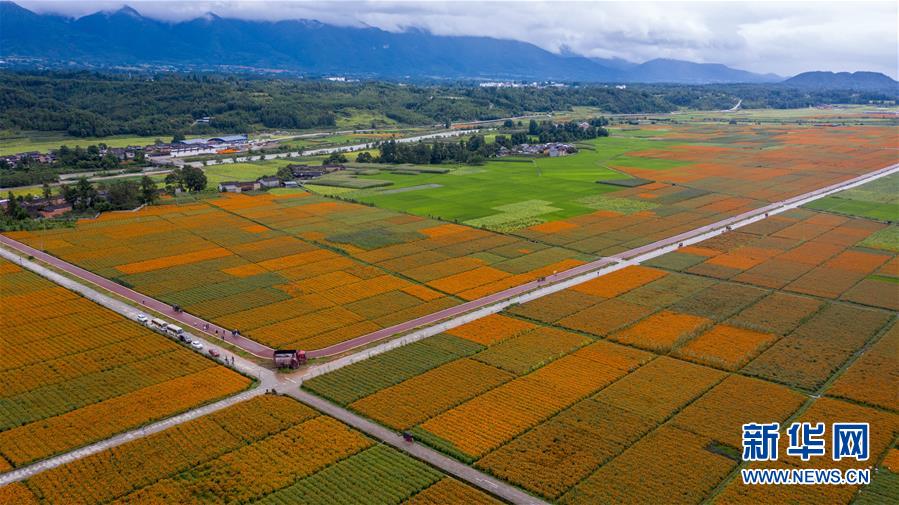 （圖文互動）（1）幸?；ㄩ_&mdash;&mdash;高黎貢山下&ldquo;萬畝花海&rdquo;帶富美麗鄉(xiāng)村