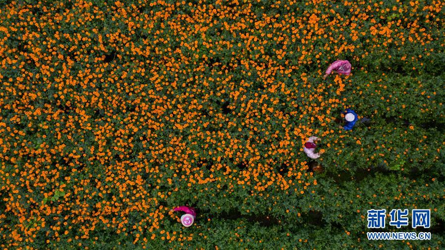 （圖文互動）（2）幸?；ㄩ_&mdash;&mdash;高黎貢山下&ldquo;萬畝花海&rdquo;帶富美麗鄉(xiāng)村