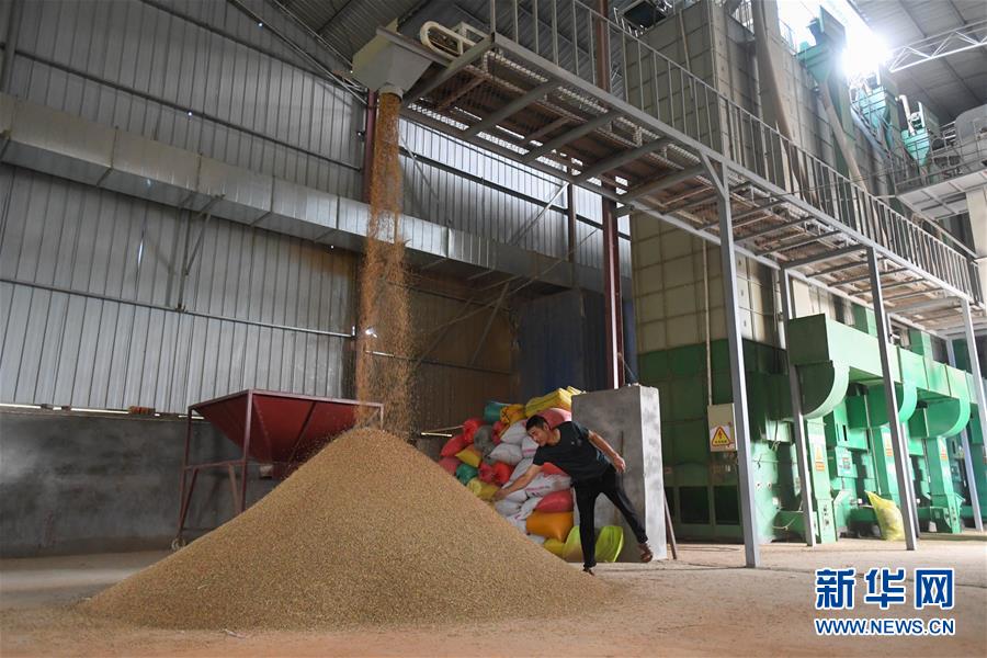 （新華視點(diǎn)&middot;聚焦餐桌外的浪費(fèi)&middot;圖文互動(dòng)）（1）農(nóng)戶儲(chǔ)糧損失達(dá)8%！設(shè)施普遍簡(jiǎn)陋，蟲害霉變堪憂