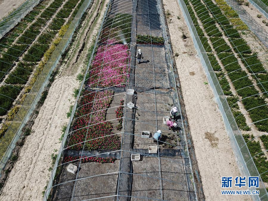 （新華全媒頭條&middot;走向我們的小康生活&middot;圖文互動(dòng)）（1）&ldquo;苦甲&rdquo;不再，&ldquo;甘味&rdquo;綿長(zhǎng)&mdash;&mdash;脫貧攻堅(jiān)的甘肅味道