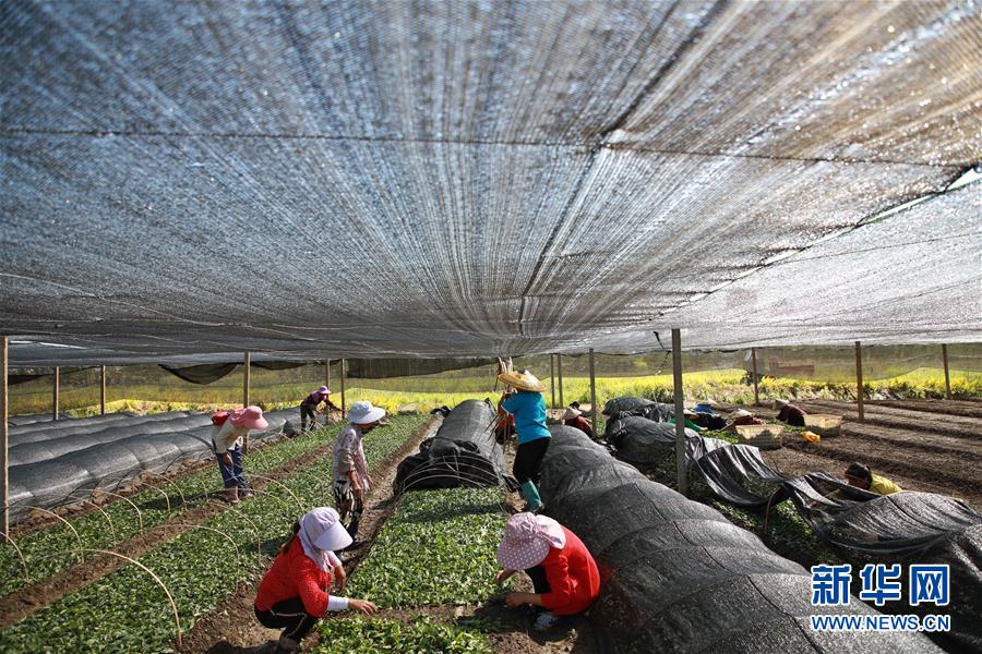 （新華全媒頭條&middot;決戰(zhàn)決勝脫貧攻堅(jiān)&middot;督戰(zhàn)未摘帽貧困縣&middot;圖文互動(dòng)）（7）不獲全勝，決不收兵&mdash;&mdash;全國(guó)52個(gè)掛牌督戰(zhàn)貧困縣脫貧攻堅(jiān)紀(jì)實(shí)