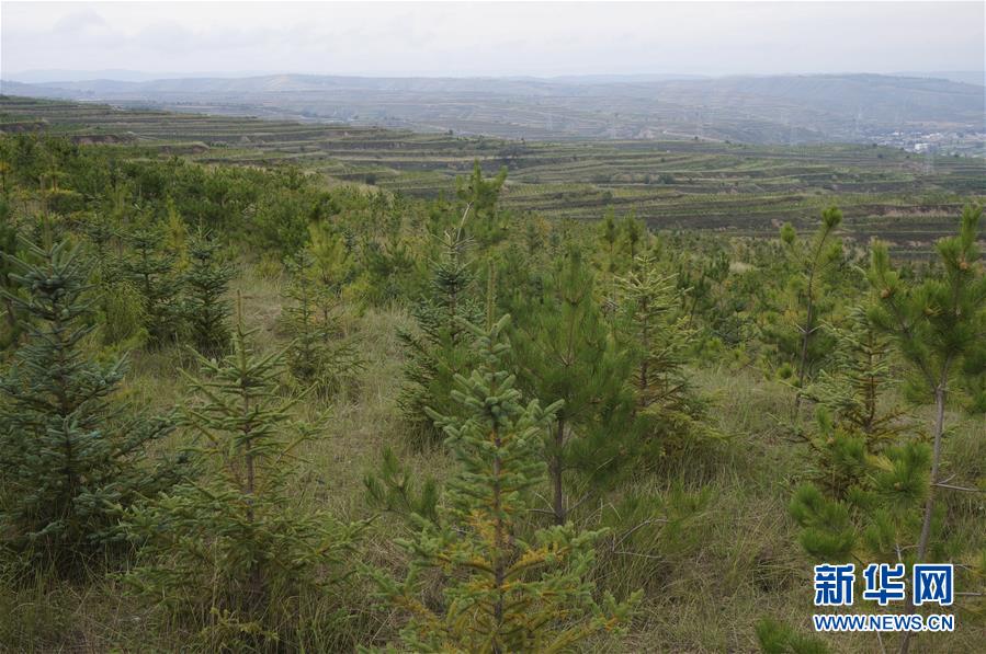 （決戰(zhàn)決勝脫貧攻堅(jiān)&middot;圖文互動(dòng)）（1）甘肅定西黃土高坡上，有片&ldquo;福州林&rdquo;