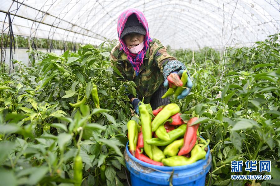 （新華全媒頭條&middot;走向我們的小康生活&middot;圖文互動）（10）黑土地上是我家&mdash;&mdash;在吉林，一瞥中國東北鄉(xiāng)村美麗未來