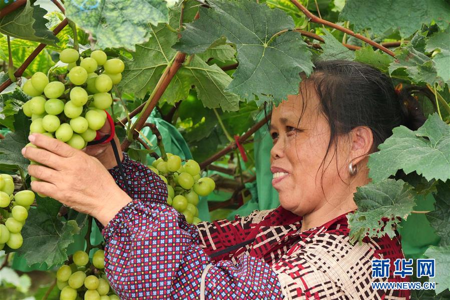 （決戰(zhàn)決勝脫貧攻堅&middot;圖文互動）（2）同飲一江水 攜手&ldquo;斬窮根&rdquo;&mdash;&mdash;深圳對口廣西河池、百色扶貧協(xié)作見聞