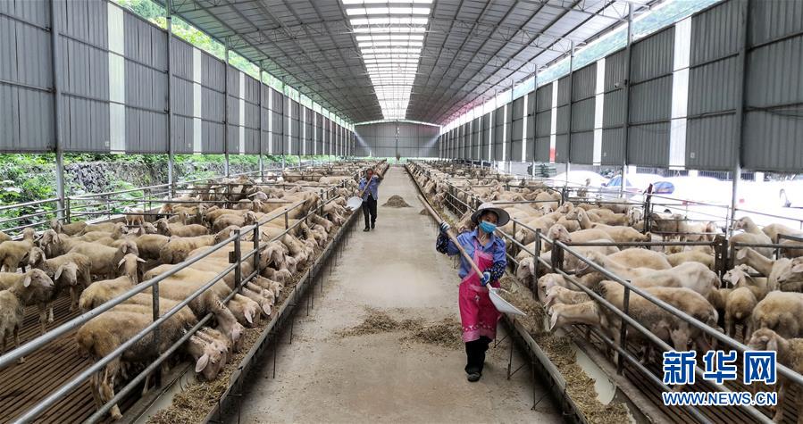 （決戰(zhàn)決勝脫貧攻堅&middot;圖文互動）（5）同飲一江水 攜手&ldquo;斬窮根&rdquo;&mdash;&mdash;深圳對口廣西河池、百色扶貧協(xié)作見聞