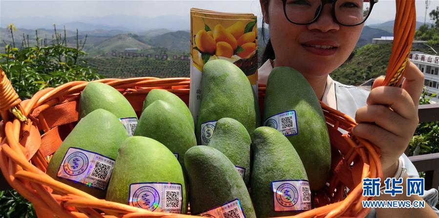 （決戰(zhàn)決勝脫貧攻堅&middot;圖文互動）（7）同飲一江水 攜手&ldquo;斬窮根&rdquo;&mdash;&mdash;深圳對口廣西河池、百色扶貧協(xié)作見聞