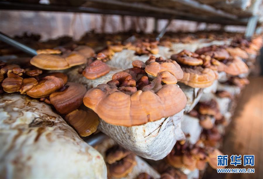 （新華全媒頭條&middot;走向我們的小康生活&middot;圖文互動）（4）特殊之年，荊楚大地書寫不平凡的答卷