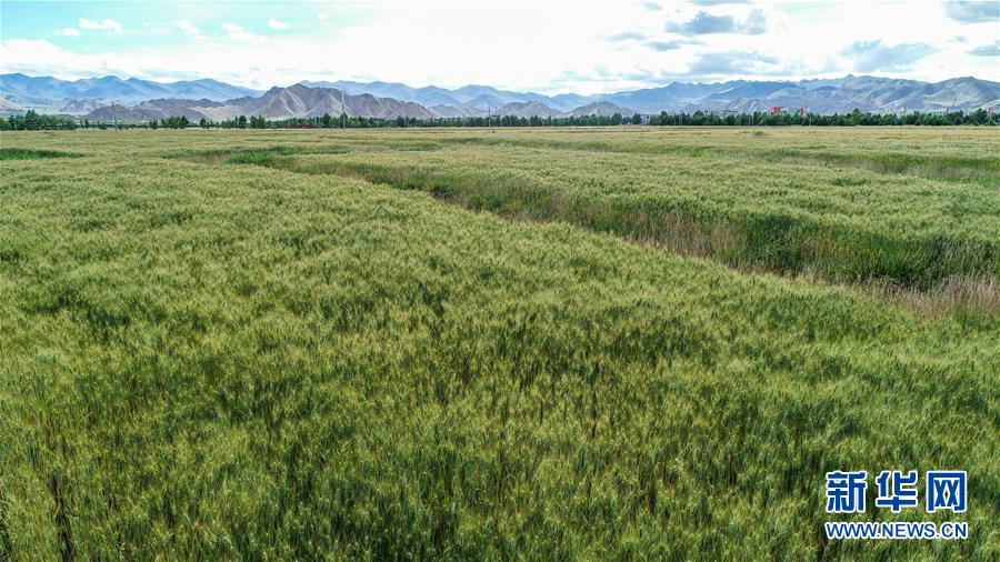 (走向我們的小康生活·圖文互動(dòng))(2)“無煙村”的新追求——西藏新時(shí)代文明鄉(xiāng)村成長記