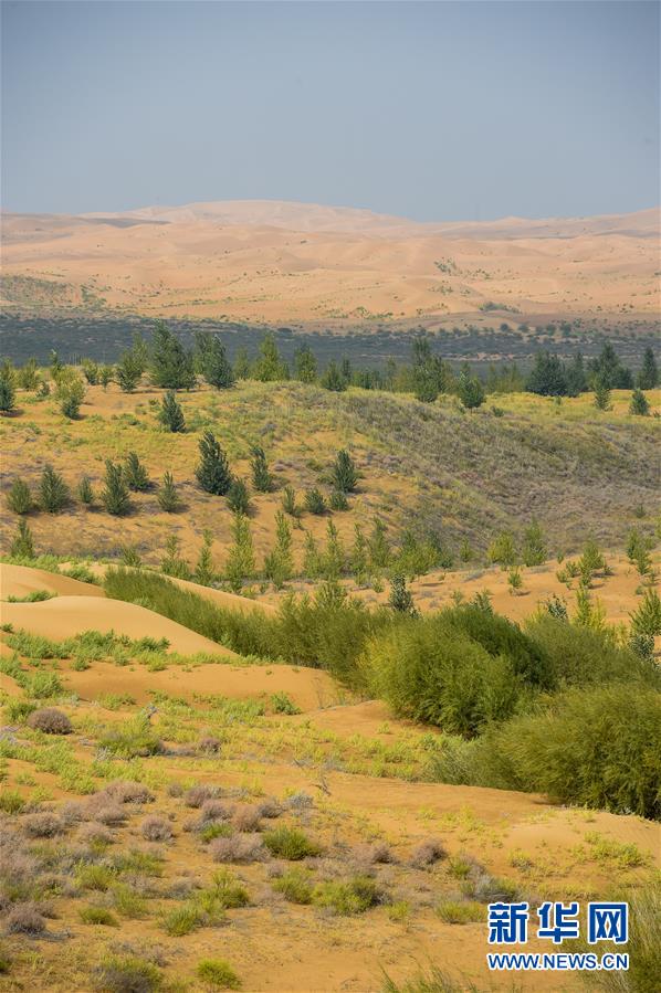 （在習(xí)近平新時(shí)代中國(guó)特色社會(huì)主義思想指引下&mdash;&mdash;新時(shí)代新作為新篇章&middot;習(xí)近平總書記關(guān)切事&middot;圖文互動(dòng)）（6）綠意，在黃沙中鋪展&mdash;&mdash;我國(guó)防沙治沙紀(jì)實(shí)