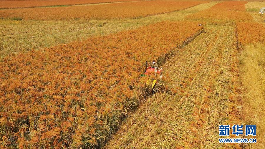 （決戰(zhàn)決勝脫貧攻堅(jiān)&middot;圖文互動）（1）內(nèi)蒙古巴林左旗：土笤帚&ldquo;掃&rdquo;出新生活