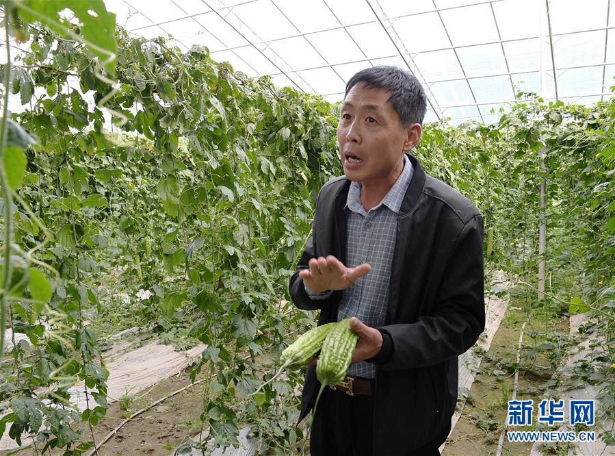 (走向我們的小康生活·決戰(zhàn)決勝脫貧攻堅(jiān)·圖文互動)(4)高原喜見“壽光綠”——“世界屋脊”上的蔬菜發(fā)展奇跡