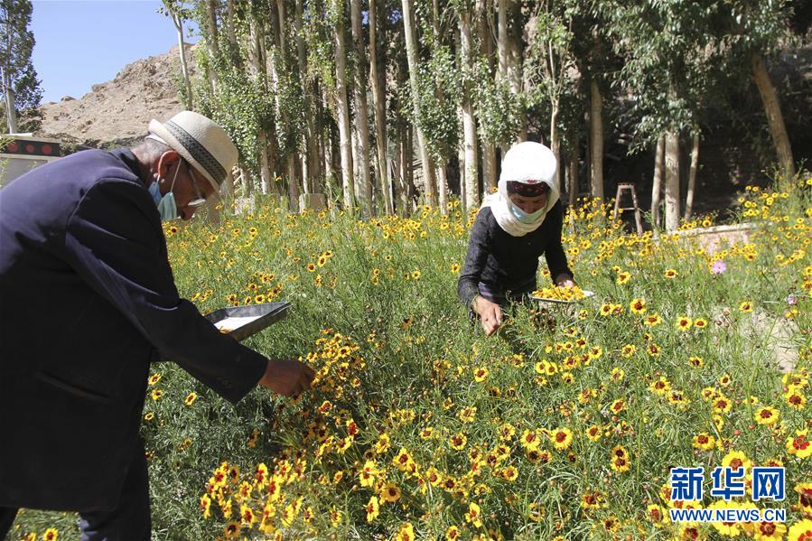 (決戰(zhàn)決勝脫貧攻堅·圖文互動)(1)帕米爾高原盛開“富民花”