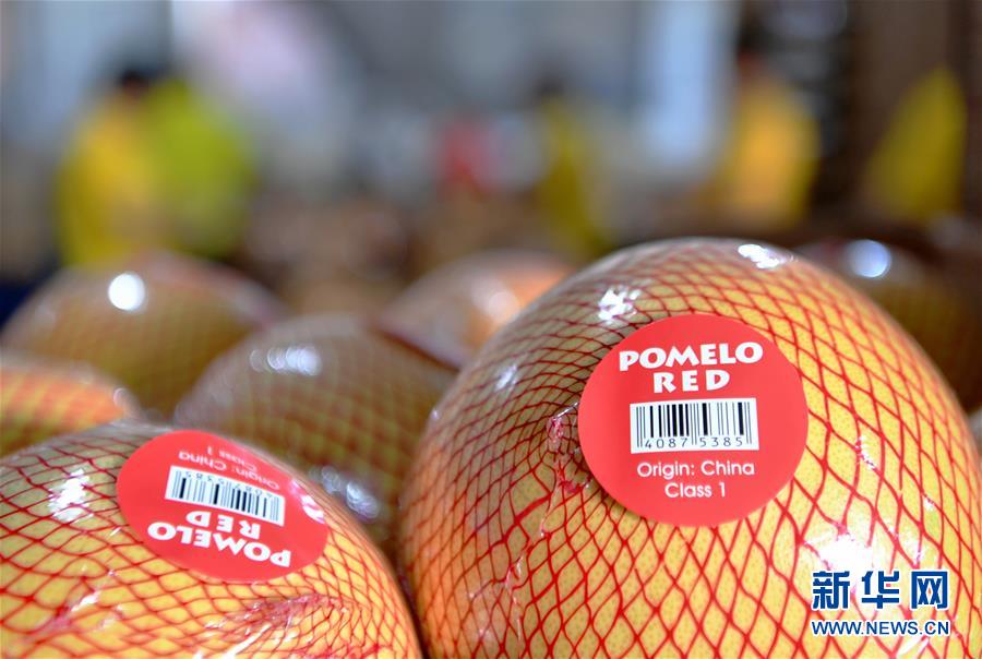 (圖文互動(dòng))(3)“中國柚都”的脫貧“蜜”碼